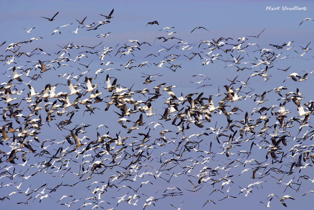 photo of mass flight of geese